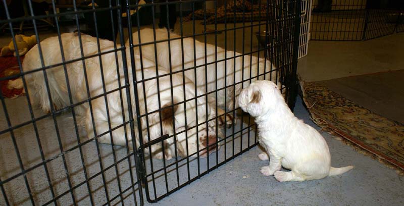 Clock-babies_23_days_old_n