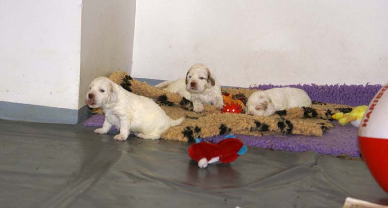 Clock-babies_23_days_old_p