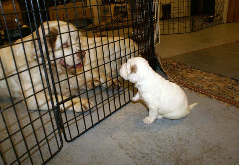 Clock-babies_23_days_old_q