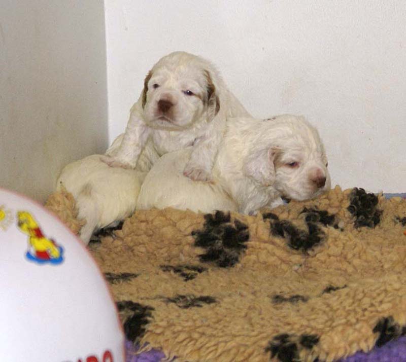 Clock-babies_23_days_old_r