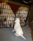 Clock-babies_23_days_old_o