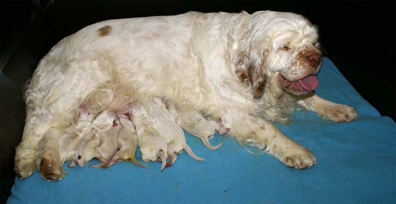 Clock_babies_2days_old_b