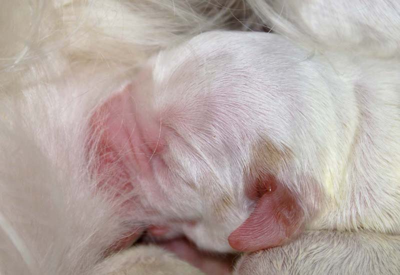 Clock_babies_2days_old_c