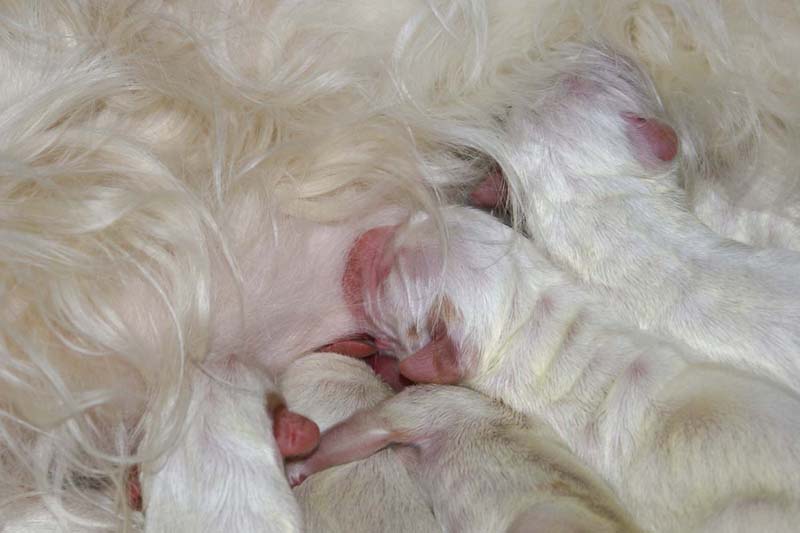 Clock_babies_2days_old_d