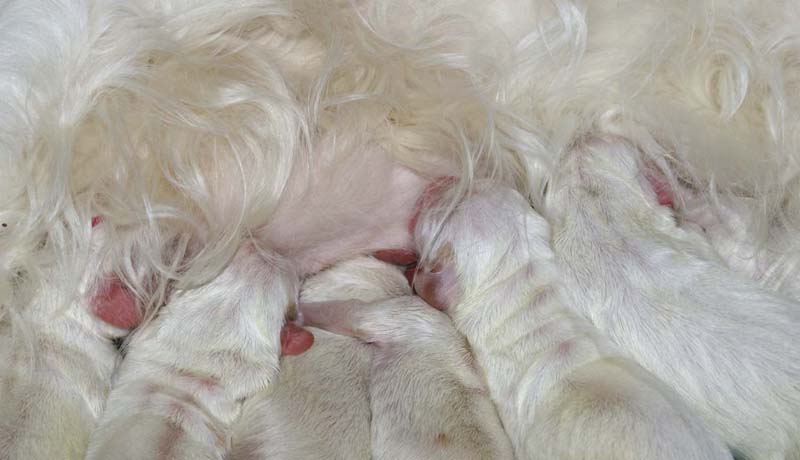 Clock_babies_2days_old_e