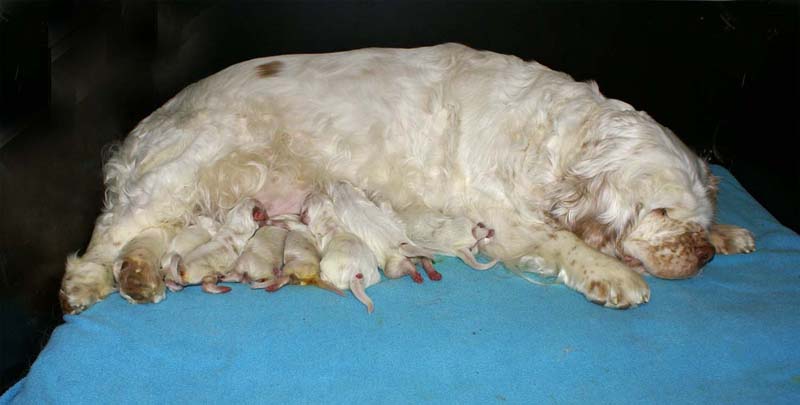 Clock_babies_2days_old_f