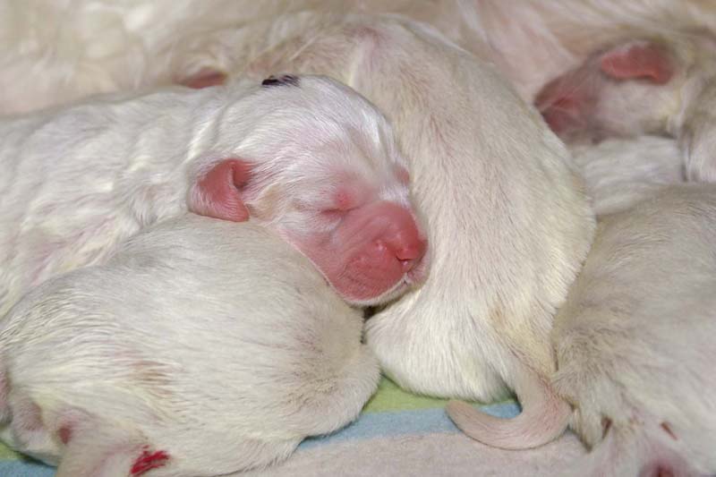 clock_pups_4days_old