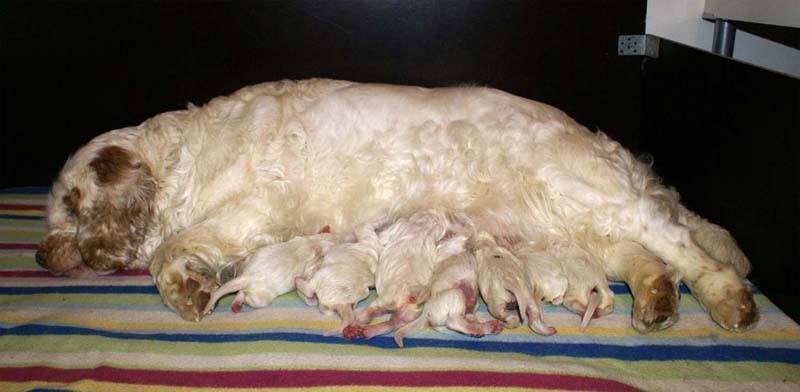 clock_pups_4days_old_a