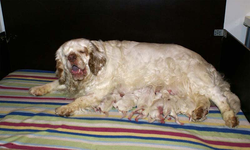 clock_pups_4days_old_b