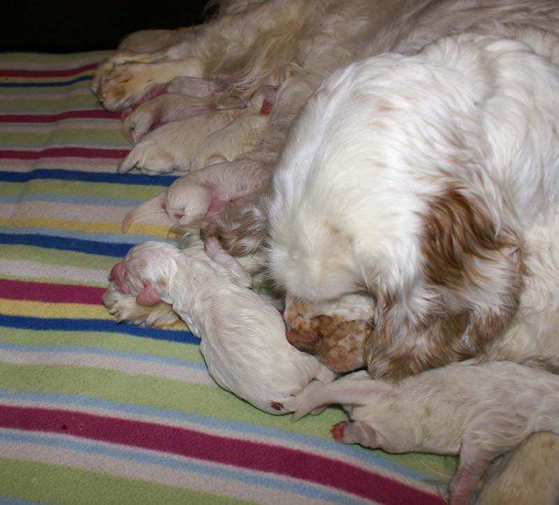 clock_pups_4days_old_f