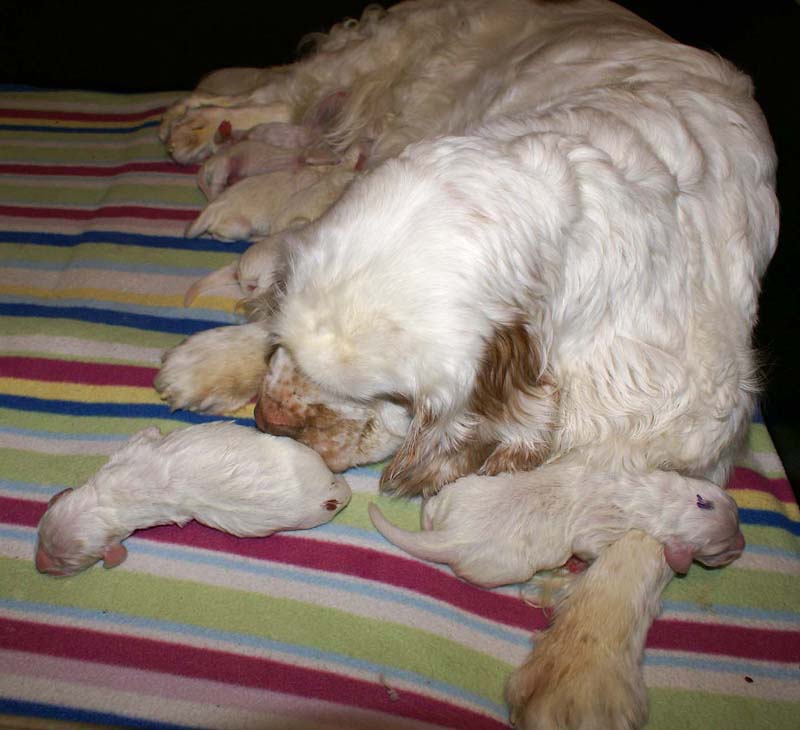 clock_pups_4days_old_g