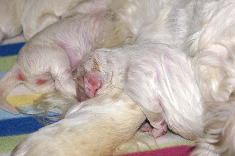 clock_pups_4days_old_h
