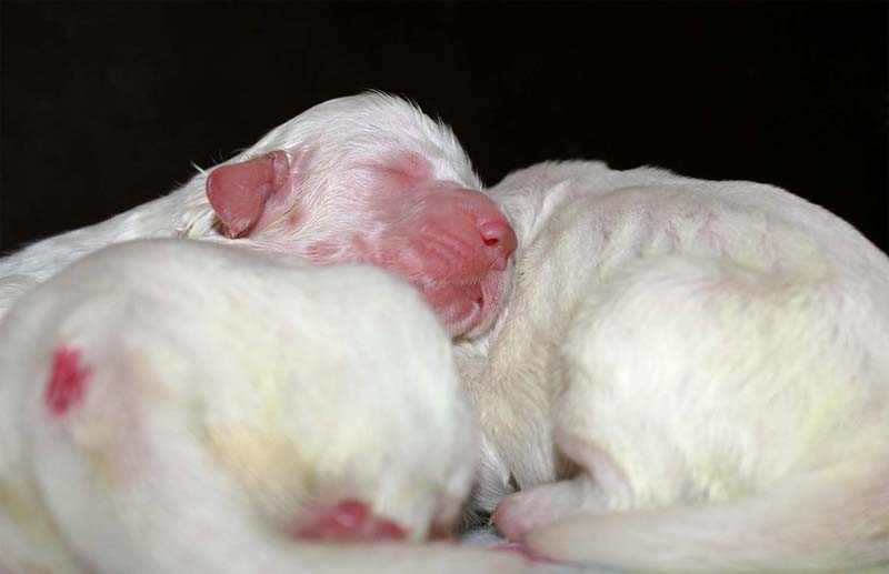 clock_pups_4days_old_k