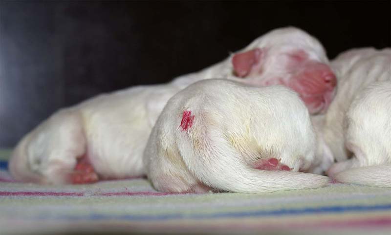 clock_pups_4days_old_l