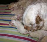 clock_pups_4days_old_f