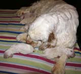 clock_pups_4days_old_g