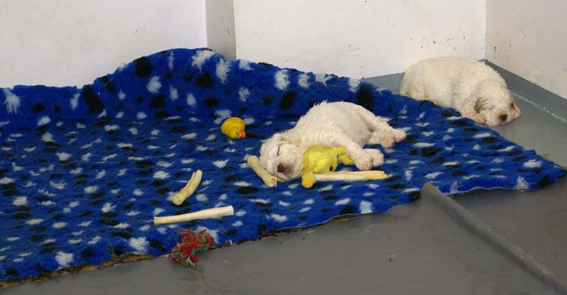 a_clock_babies_4weeks_a