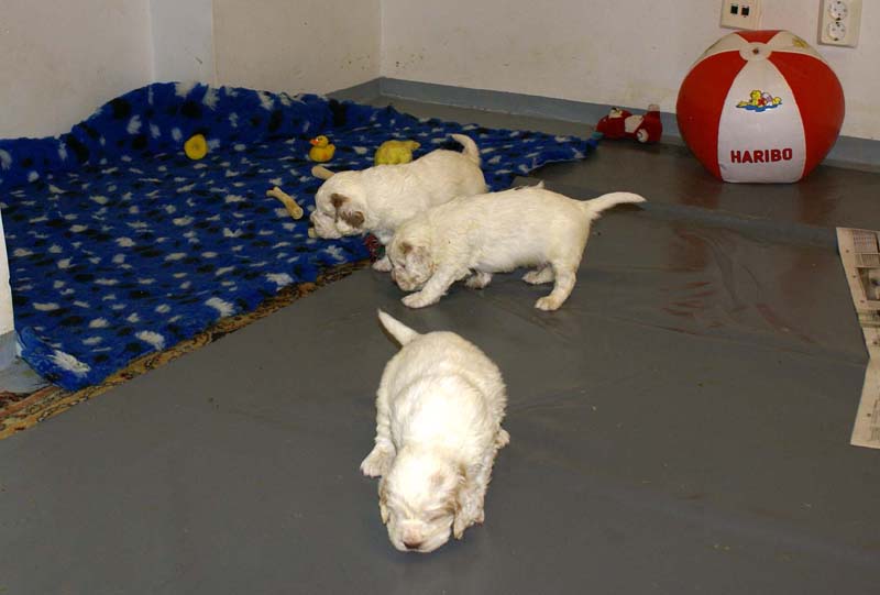 a_clock_babies_4weeks_b