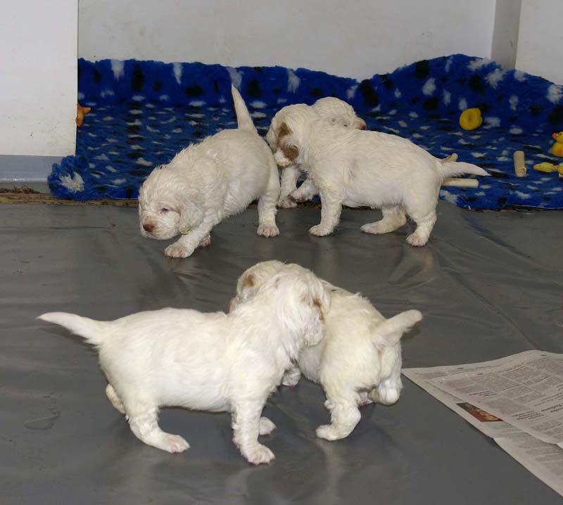 a_clock_babies_4weeks_d