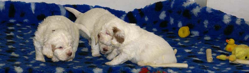 a_clock_babies_4weeks_e