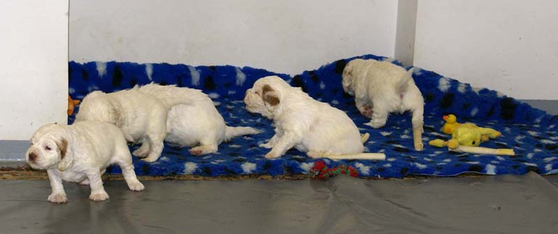 a_clock_babies_4weeks_f