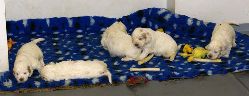 a_clock_babies_4weeks_g