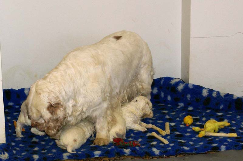 a_clock_babies_4weeks_i