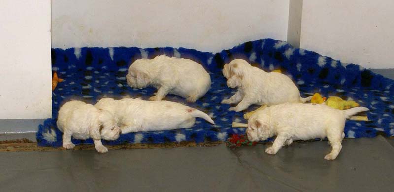 a_clock_babies_4weeks_j