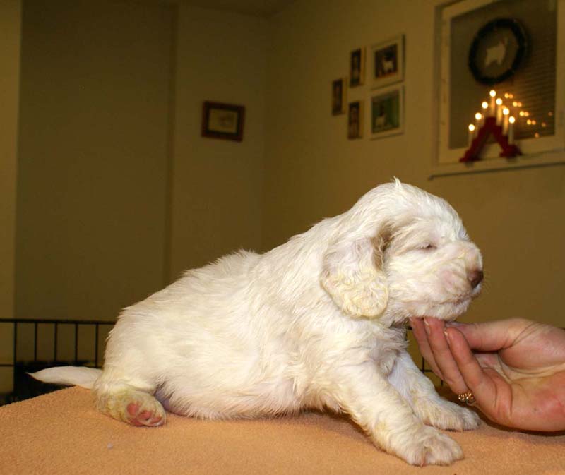 boy_bronze_tail_4weeks_a