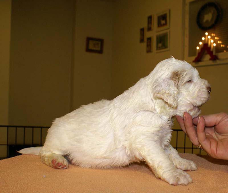 boy_bronze_tail_4weeks_b