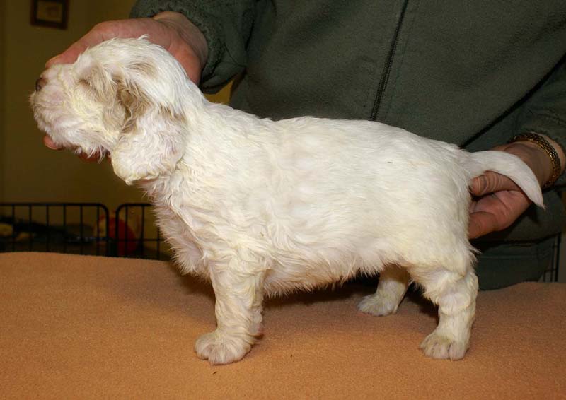 boy_bronze_tail_4weeks_c