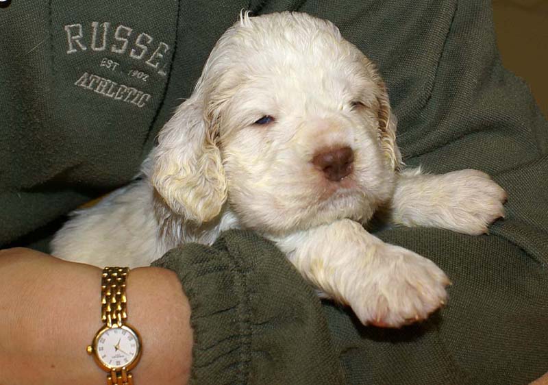 boy_bronze_tail_4weeks_f