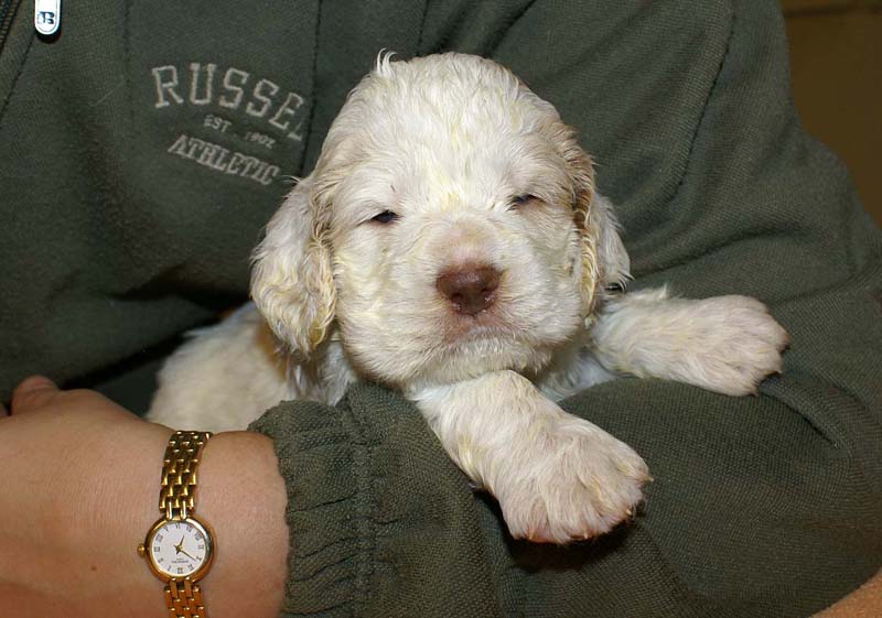 boy_bronze_tail_4weeks_g