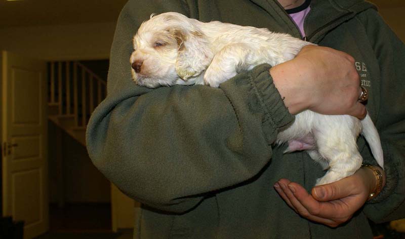 boy_bronze_tail_4weeks_h