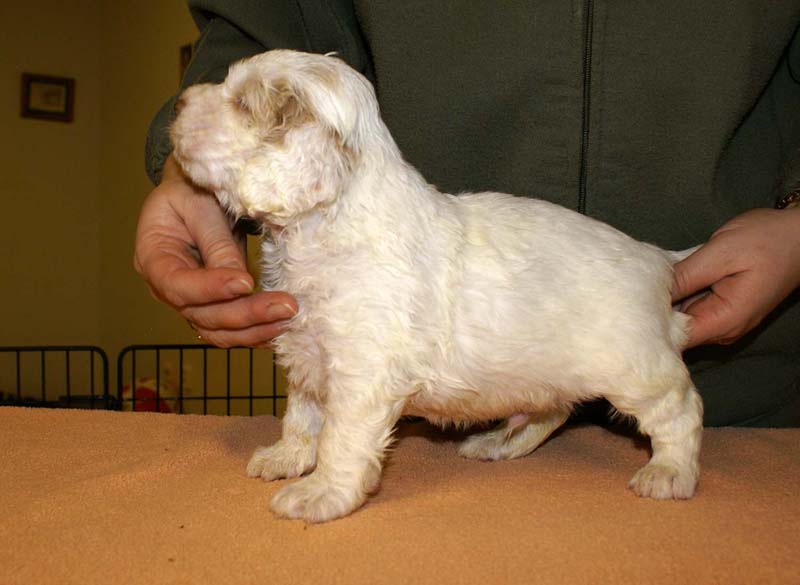 boy_bronze_tail_4weeks_i