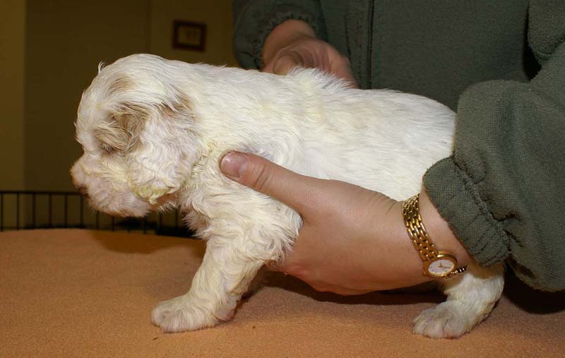 boy_bronze_tail_4weeks_j