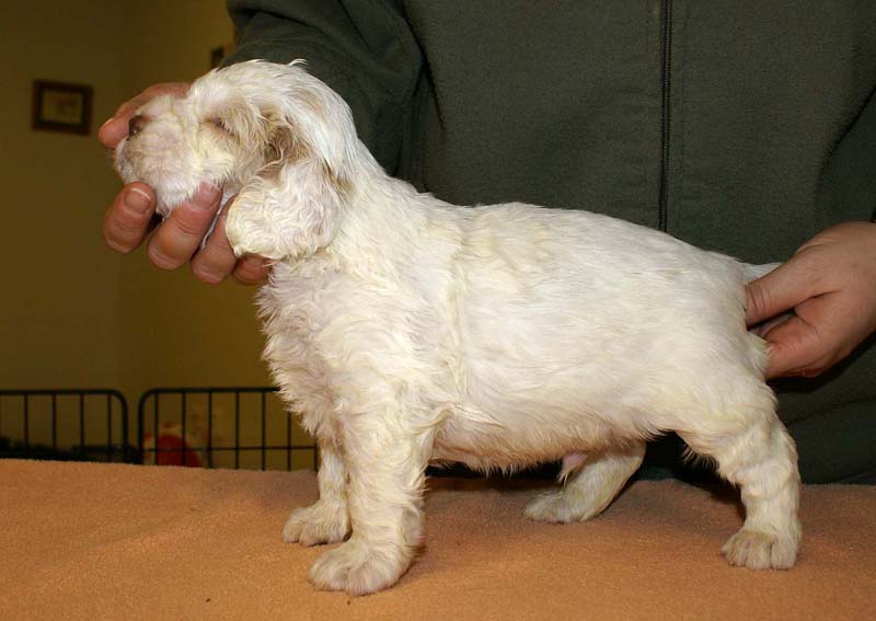 boy_bronze_tail_4weeks_l