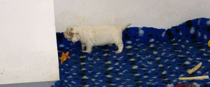 boy_bronze_tail_4weeks_m