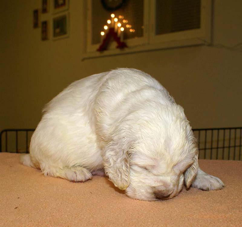 boy_purple_back_4weeks_d