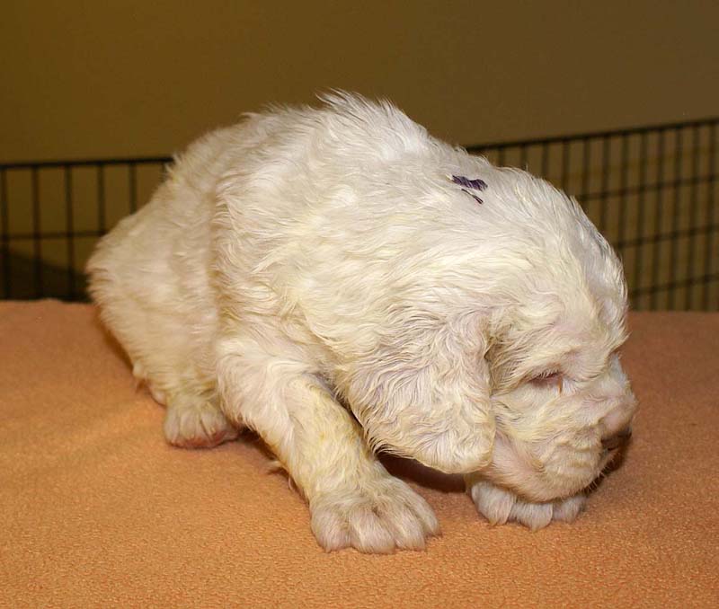 boy_purple_head_4weeks_b