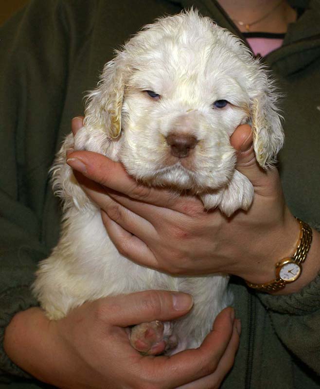 boy_purple_head_4weeks_e