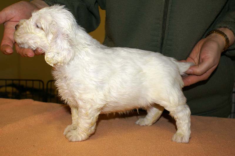 boy_purple_head_4weeks_f