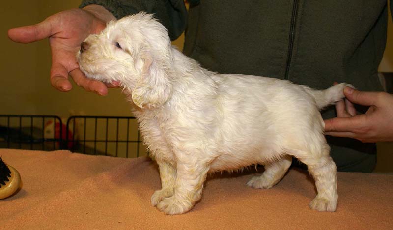 boy_purple_head_4weeks_g