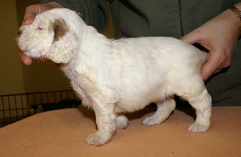 girl_pink_head_4weeks_f