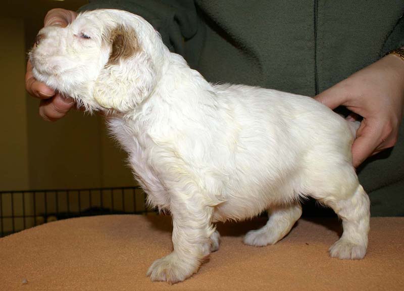 girl_pink_head_4weeks_g