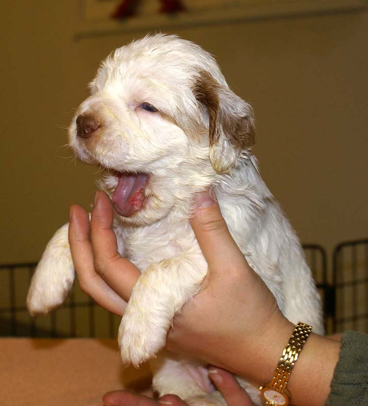 girl_pink_tail_4weeks_a