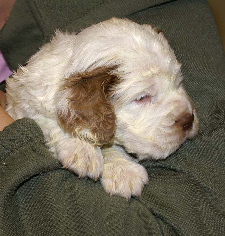 girl_pink_tail_4weeks_b