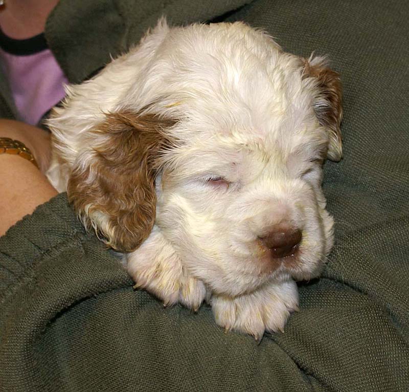 girl_pink_tail_4weeks_c