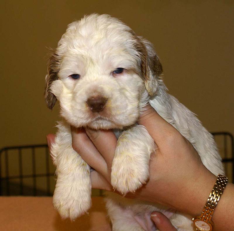 girl_pink_tail_4weeks_d