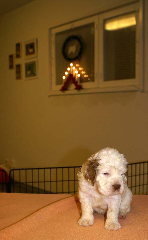 girl_pink_tail_4weeks_f